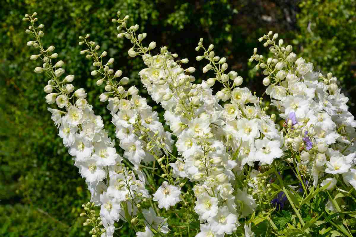 Delphinium: τα πάντα για τον τρόπο καλλιέργειας του 