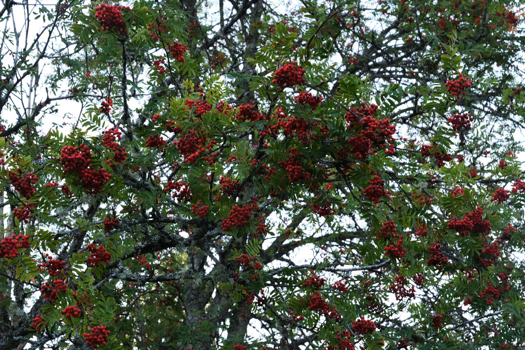 rowan tree