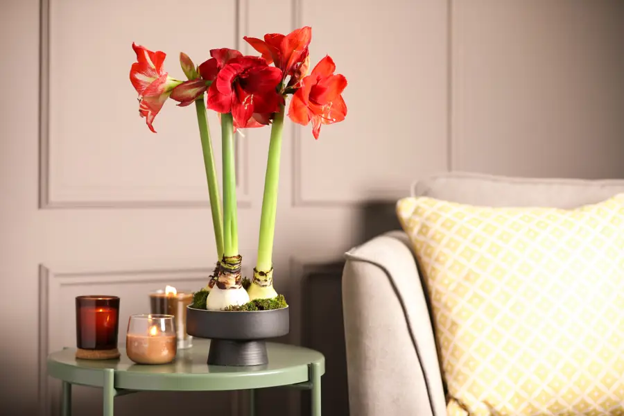 Amaryllis