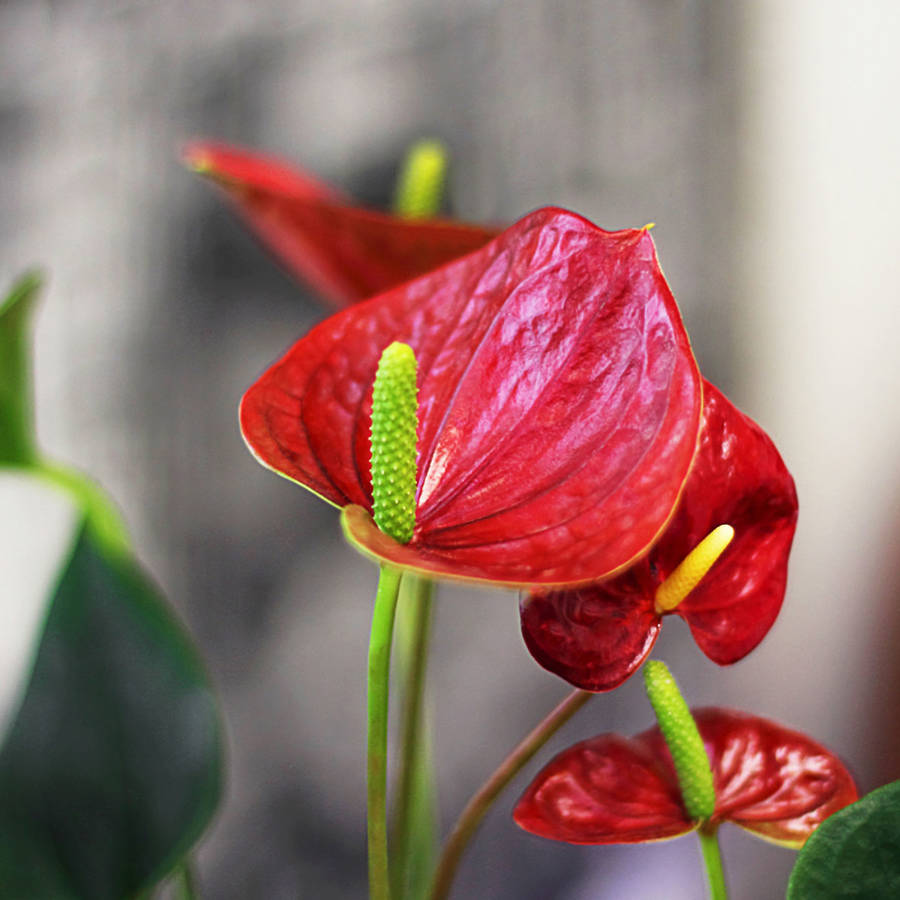 Ανθούριο (Anthurium): φροντίδα