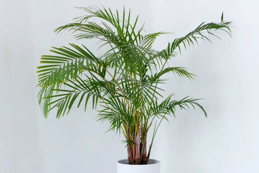 Dypsis lutescens φοίνικας areca