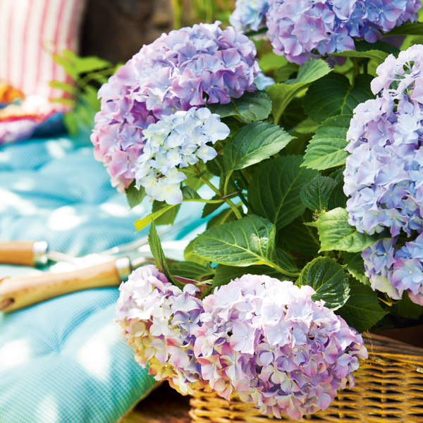 Hydrangeas-00436204