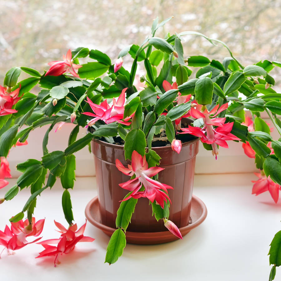 Schlumbergera